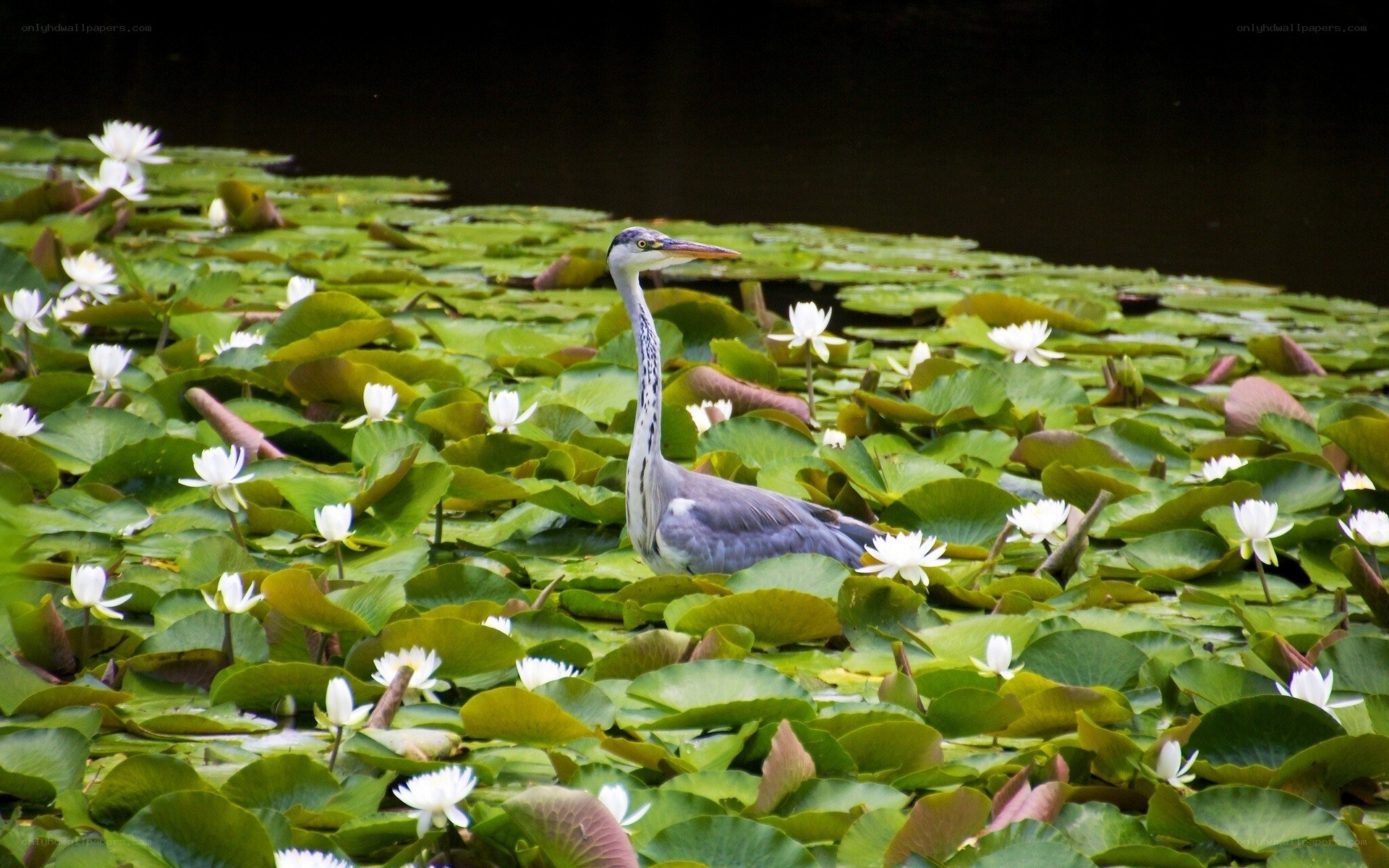 Heron among lily pads