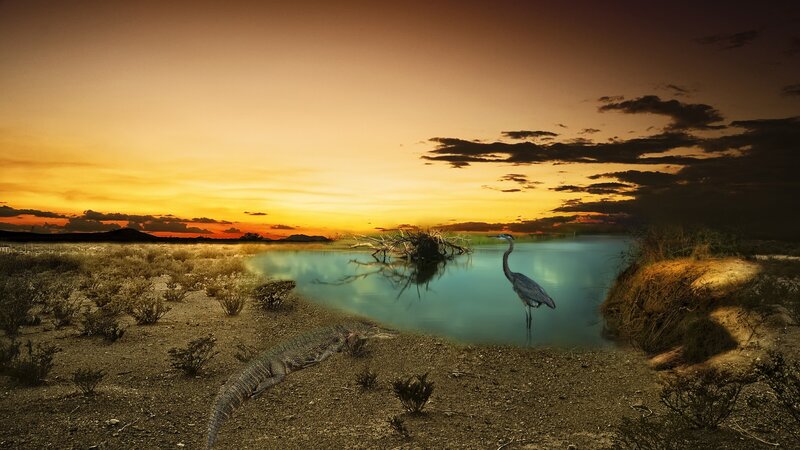 Heron and Alligator at Pond