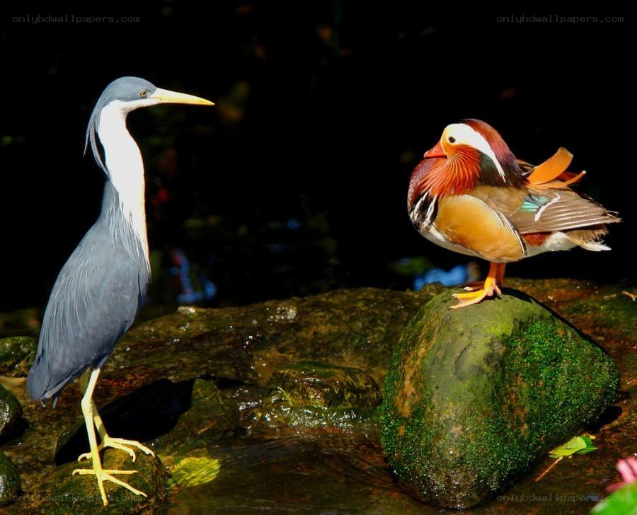 Heron and Mandarin Duck on Rocks
