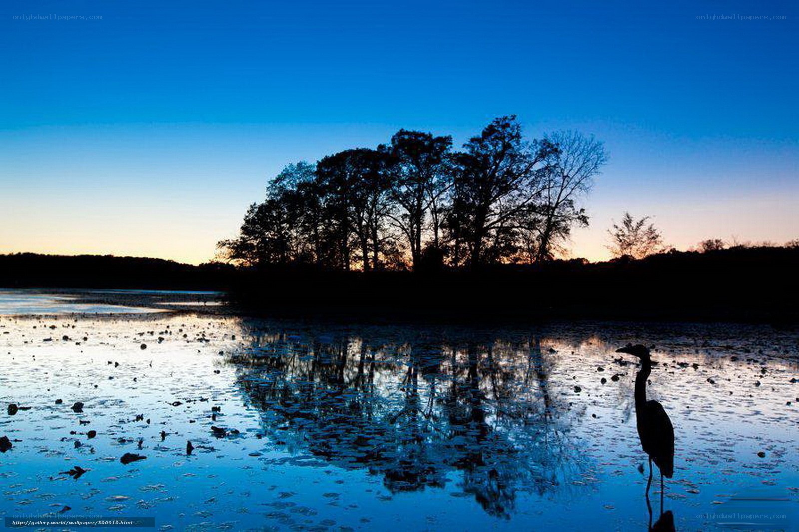 Heron at dusk by the lake