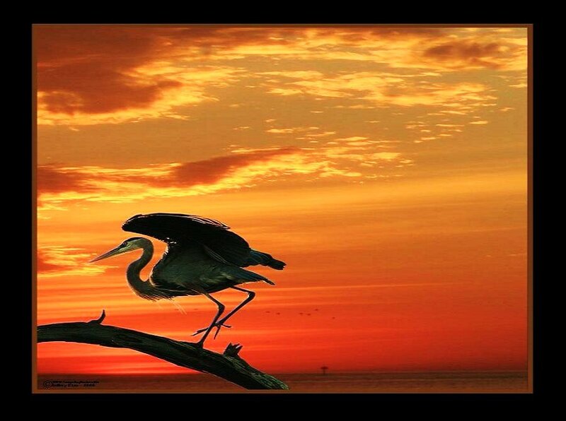 Heron at sunset