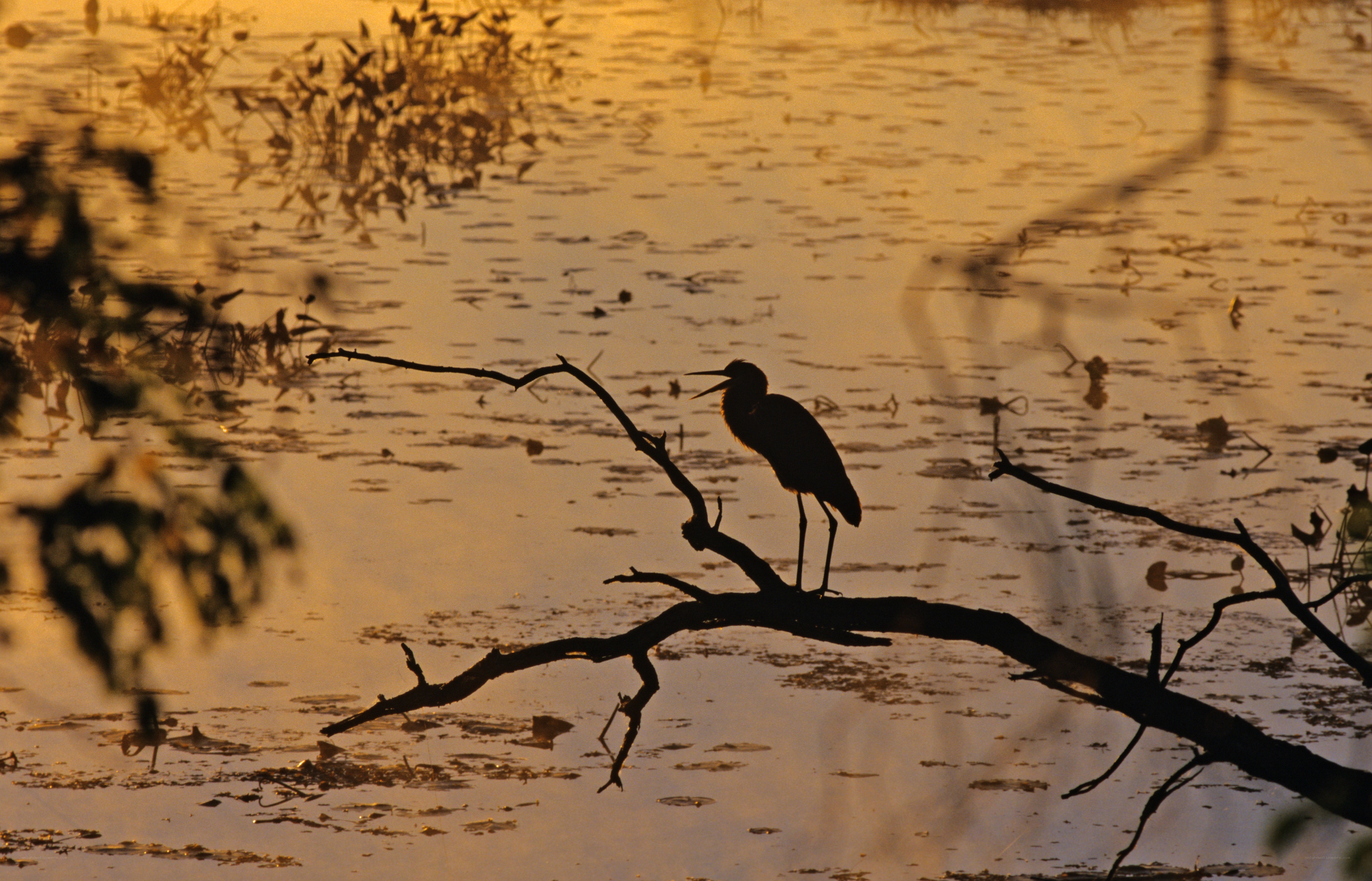 Heron at sunset on a branch