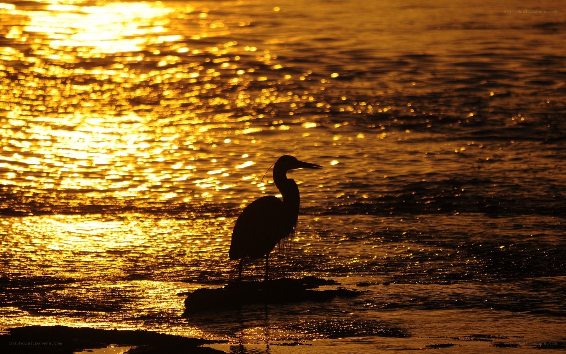 Heron at sunset silhouette