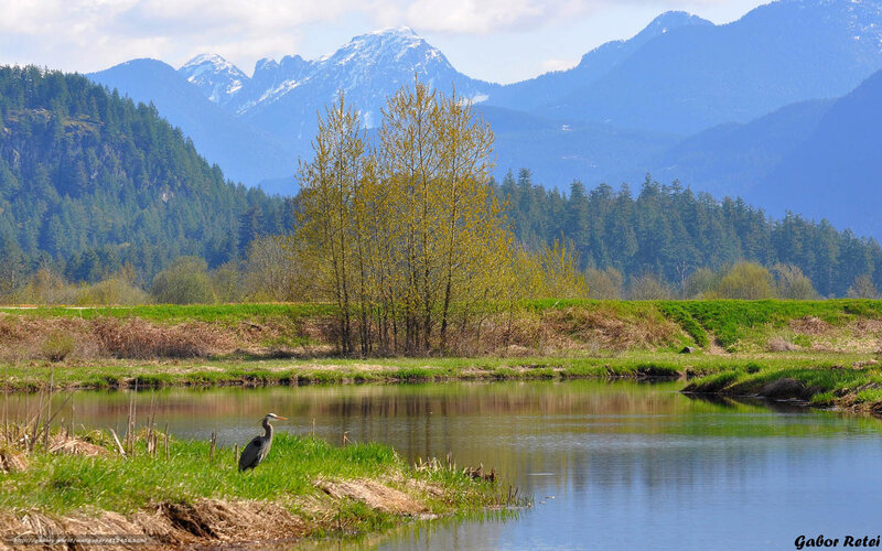 Heron by a mountain pond