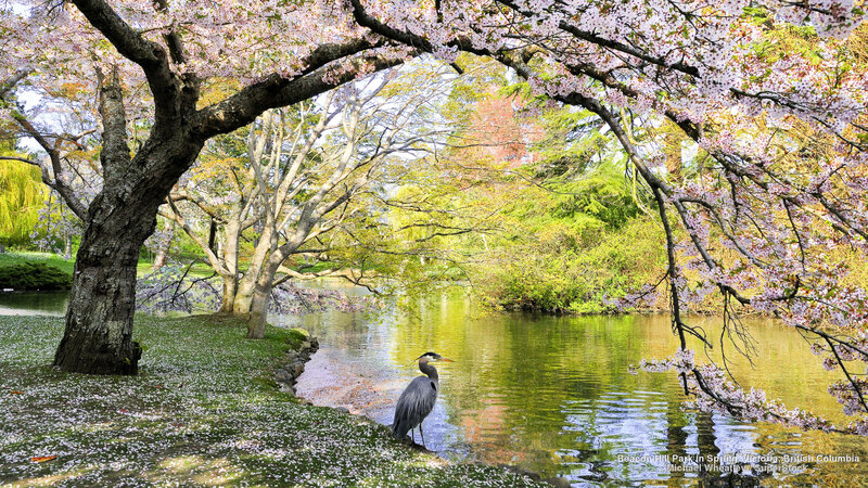 Heron by Pond