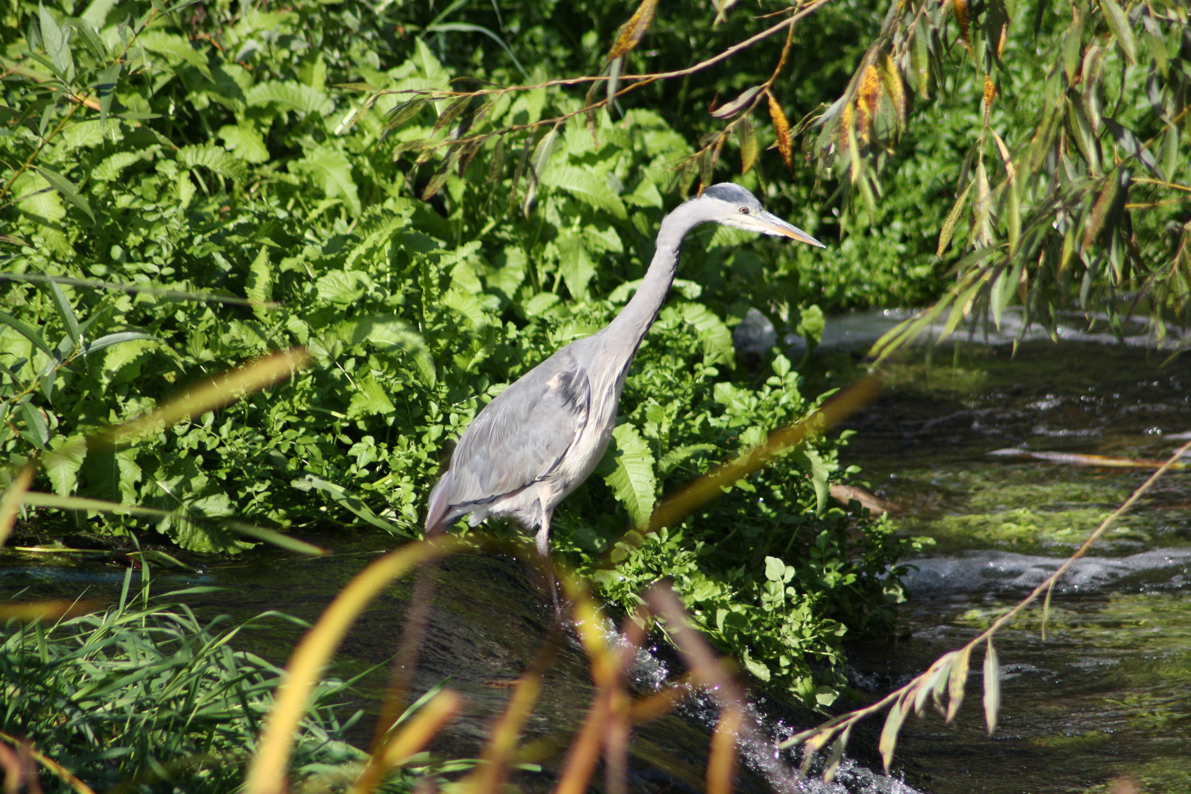 Heron by the riverbank