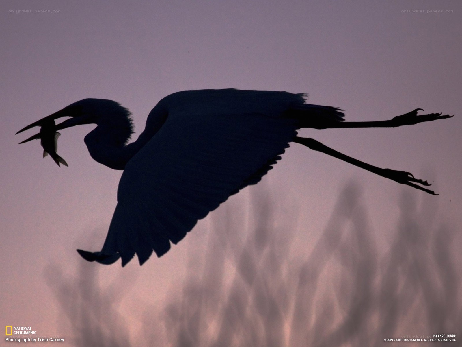 Heron carrying fish in flight