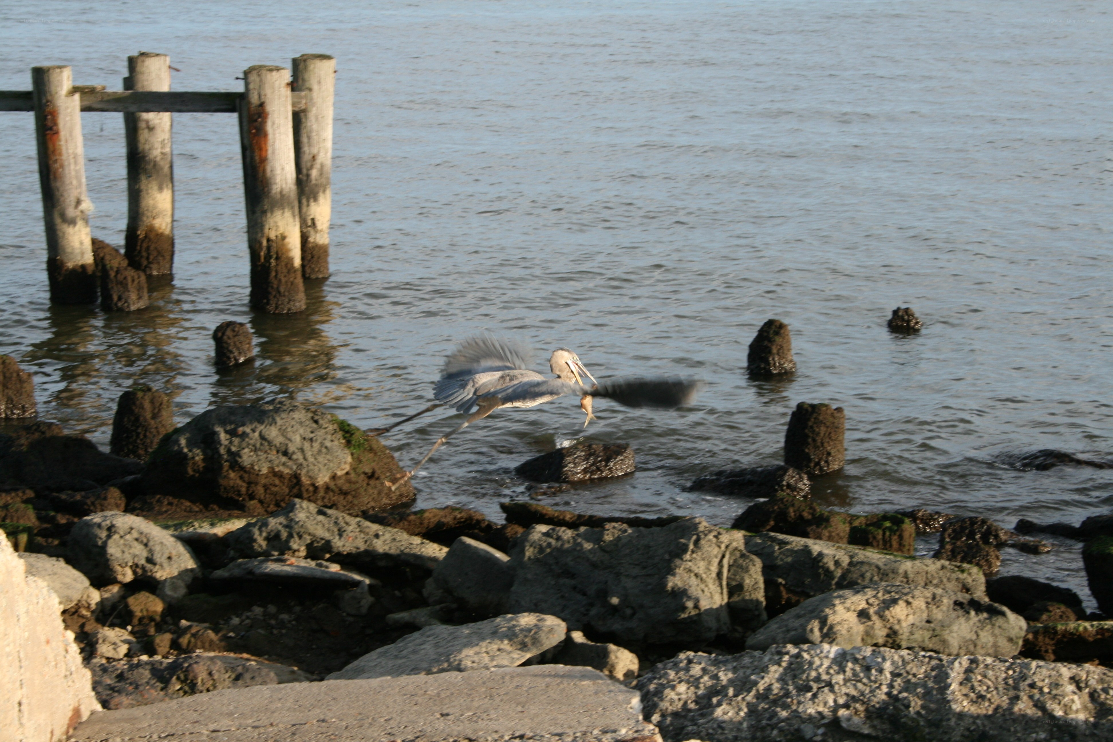 Heron catching fish at the shore