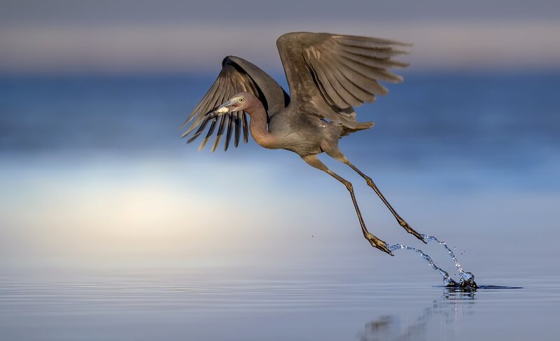 Heron Catching Fish — Blue, Dynamic