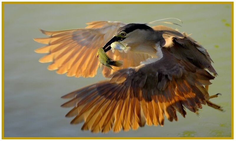 Heron Catching Fish — Brown