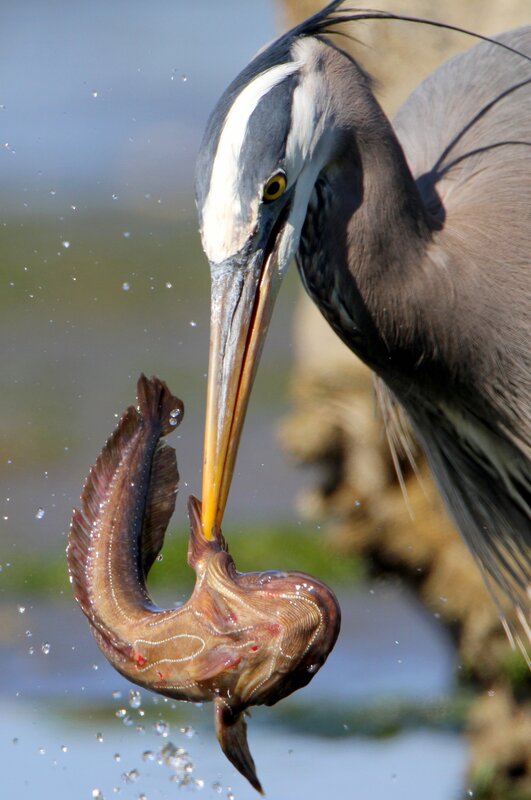 Heron Catching Fish — Gray, Dramatic