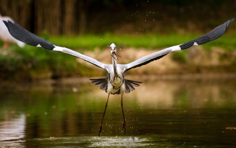 Heron Catching Fish — Green, Dramatic