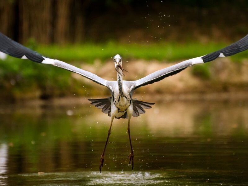 Heron Catching Fish — Green