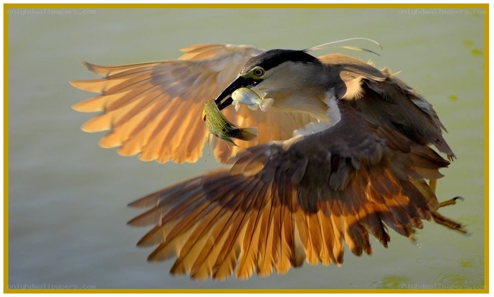 Heron catching fish in flight