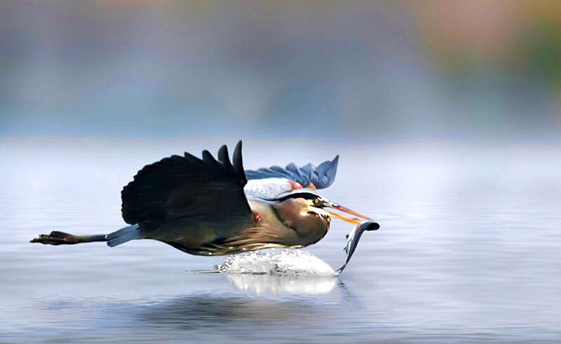 Heron catching fish in flight