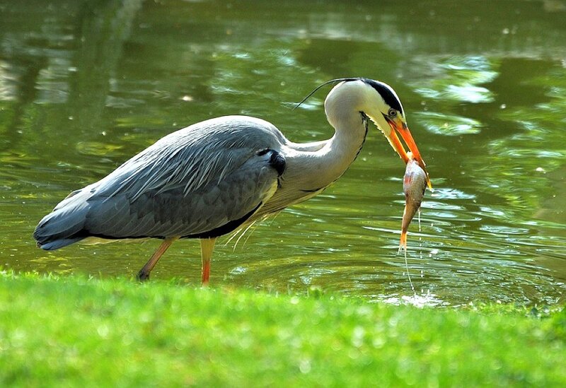 Heron catching fish in pond