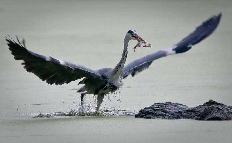 Heron catching fish in water