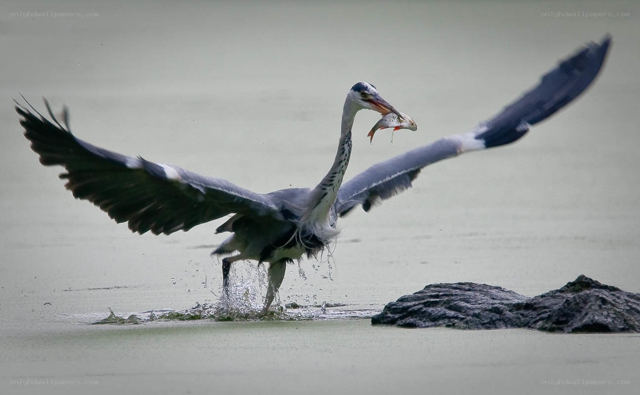 Heron catching fish in water