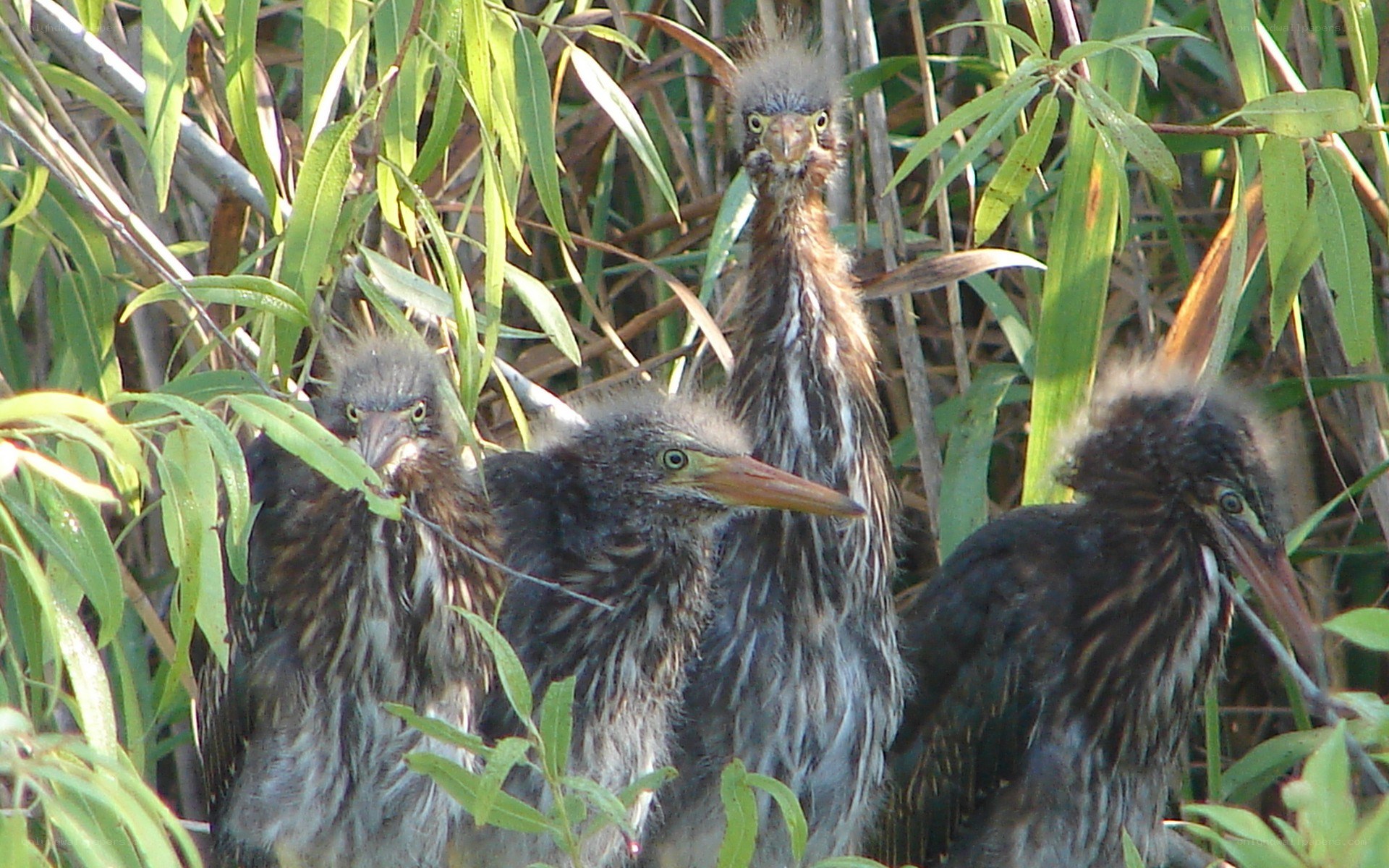 Heron chicks in reeds