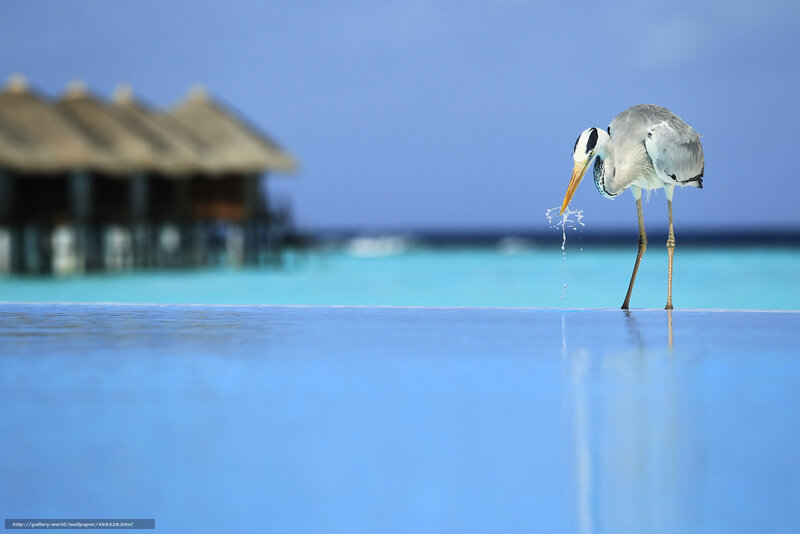 Heron drinking at poolside