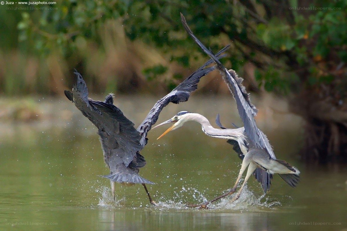 Heron fighting in water