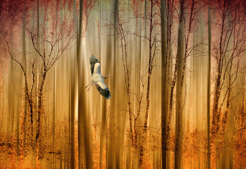Heron Flying in Forest