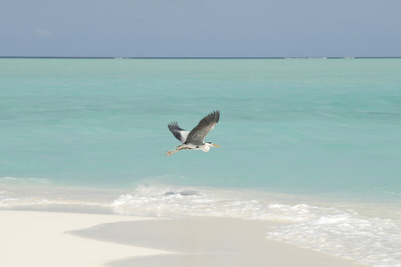 Heron Flying over Beach