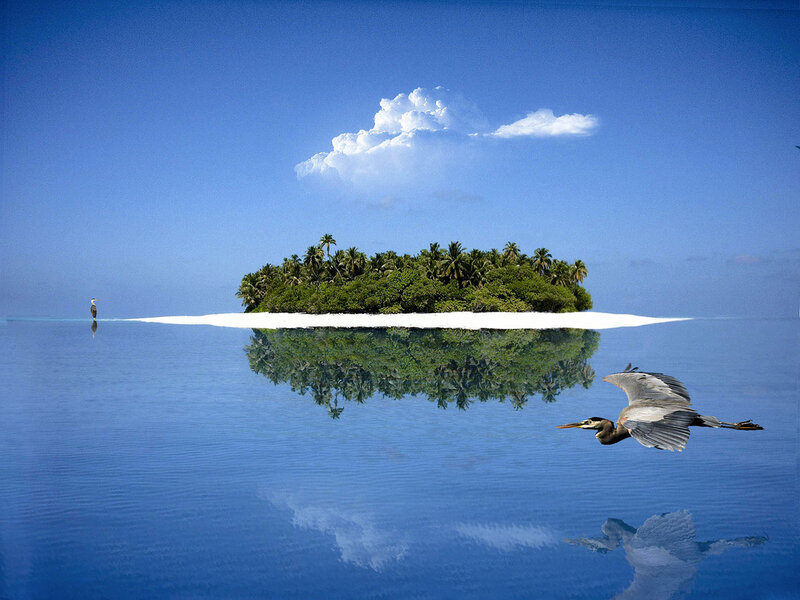 Heron Flying over Island