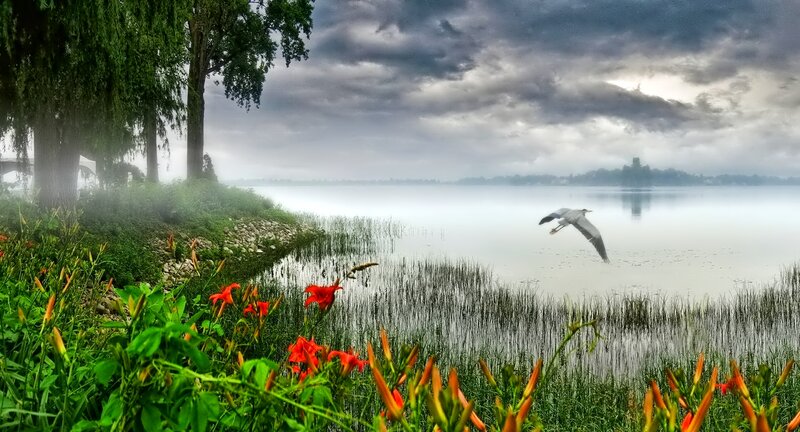 Heron Flying over Lake
