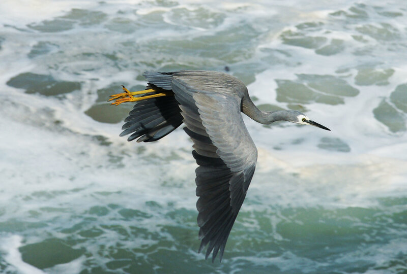 heron flying over ocean waves