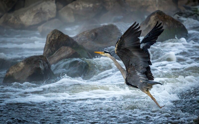 Heron Flying over River