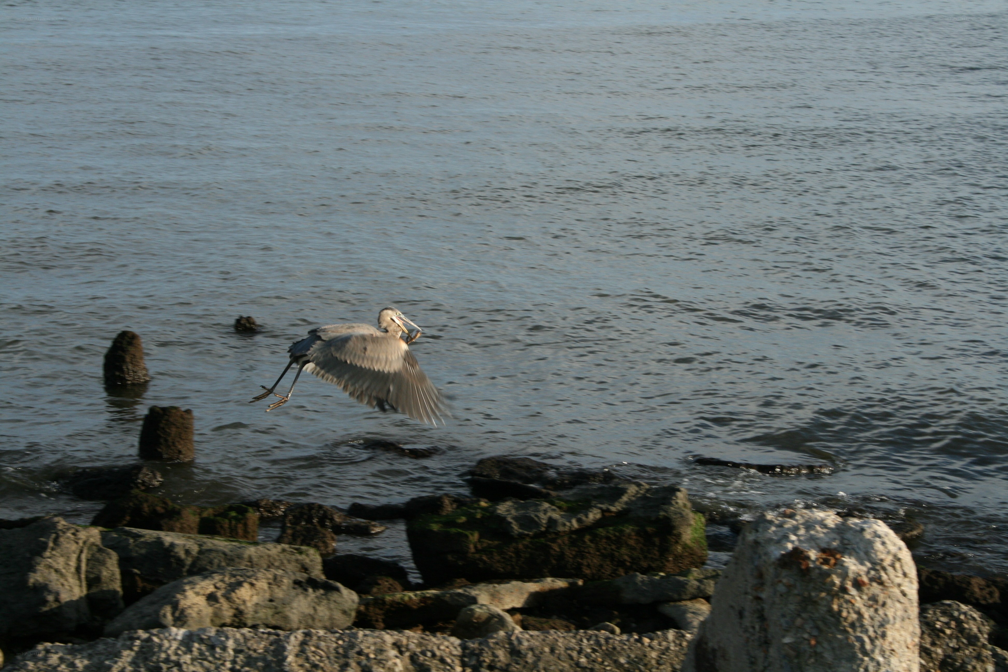 Heron flying over water