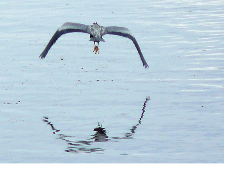 Heron Flying over Water — Blue, Calm