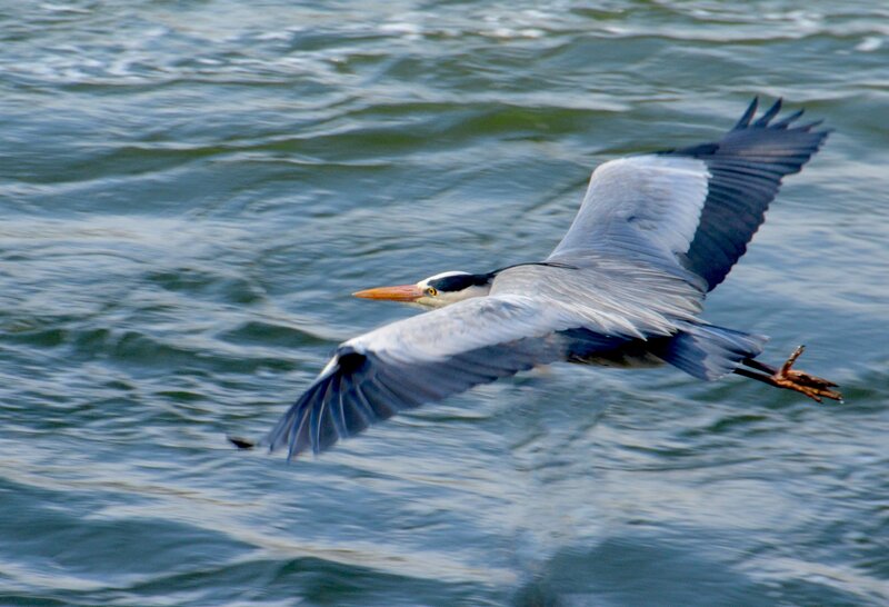 Heron Flying over Water — Blue, Dynamic