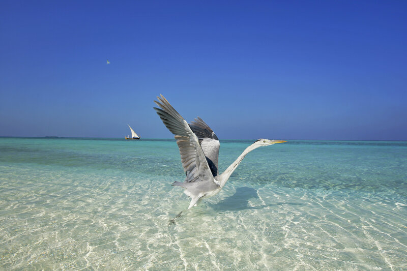 Heron Flying over Water — Blue