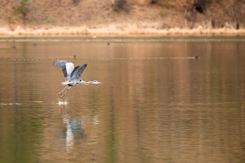 Heron Flying over Water — Brown