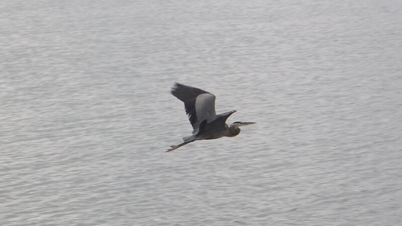 Heron Flying over Water — Gray
