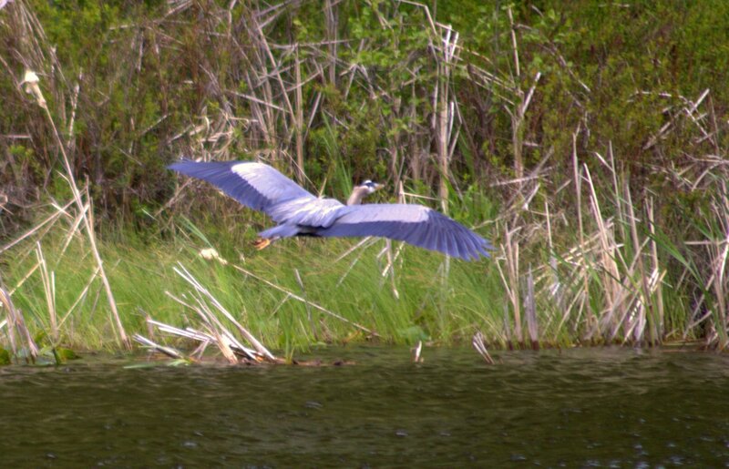 Heron Flying over Water — Green, Natural