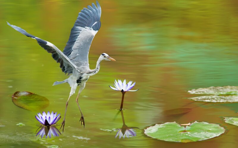 Heron Flying over Water — Green