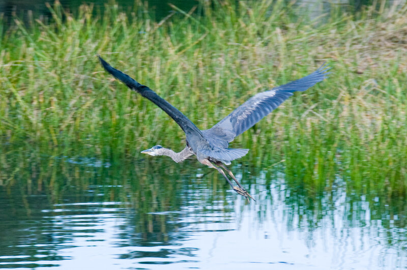 heron flying over water