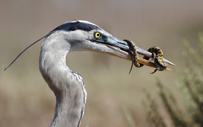 Heron Holding a Snake — Gray, Dramatic