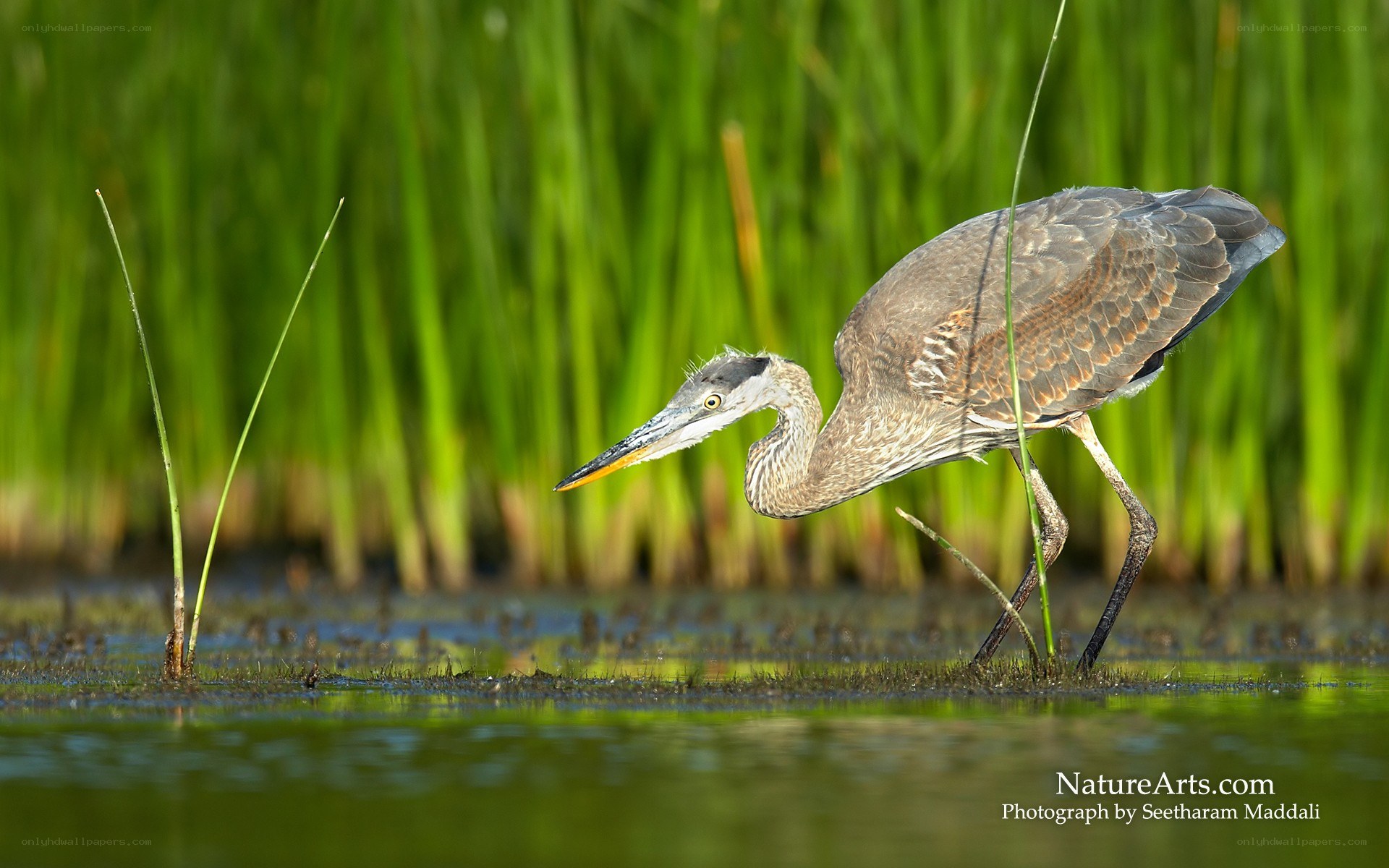 Heron hunting in marsh