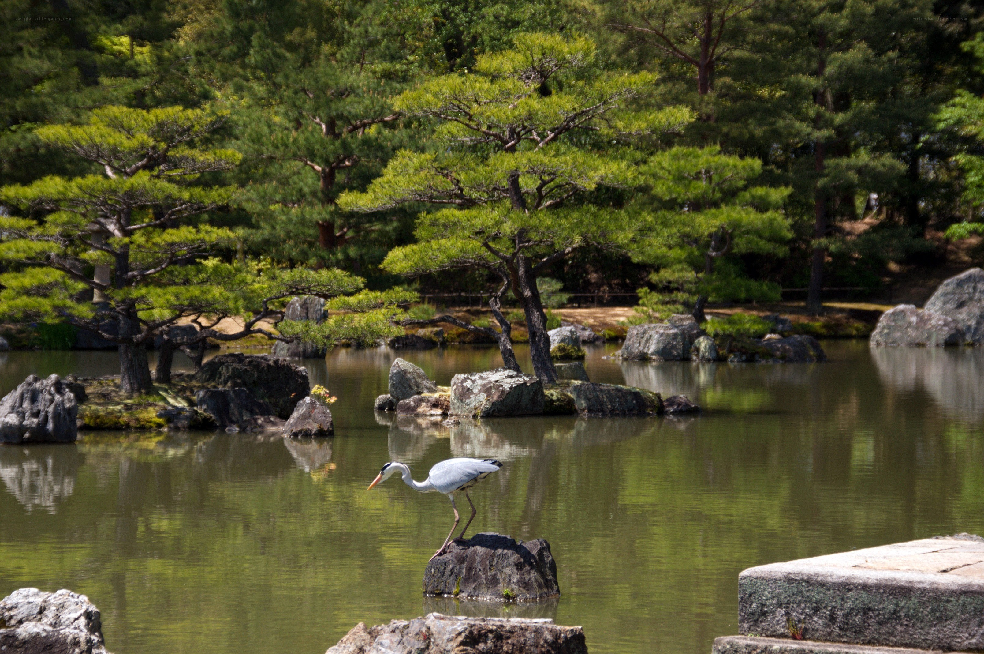 Heron in a Japanese garden