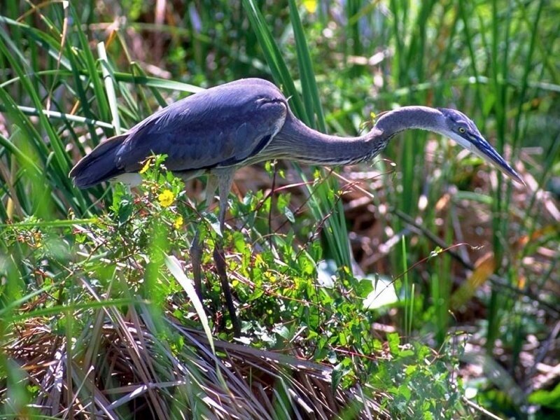 Heron in a marsh