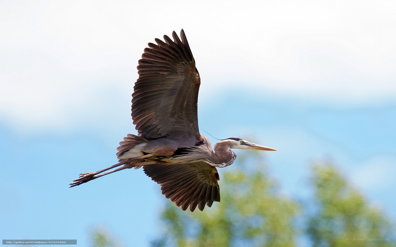 Heron in flight against blue sky