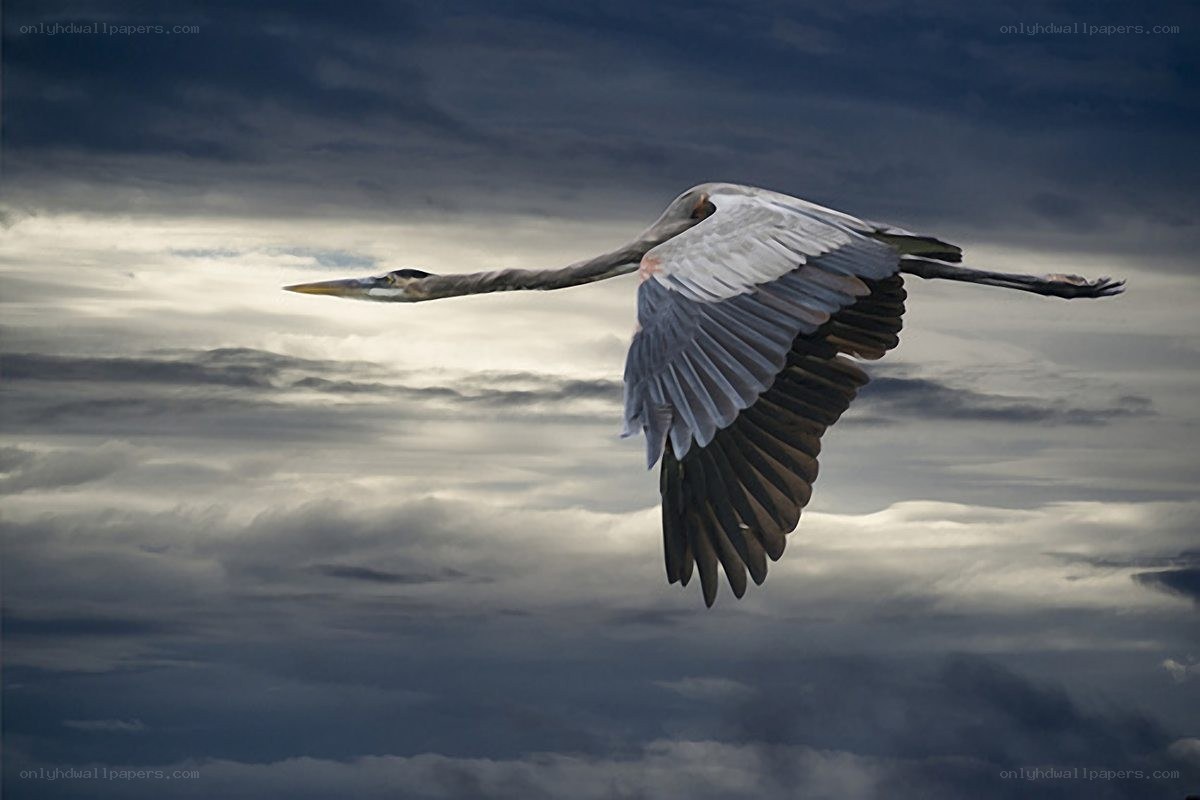 Heron in flight against stormy sky