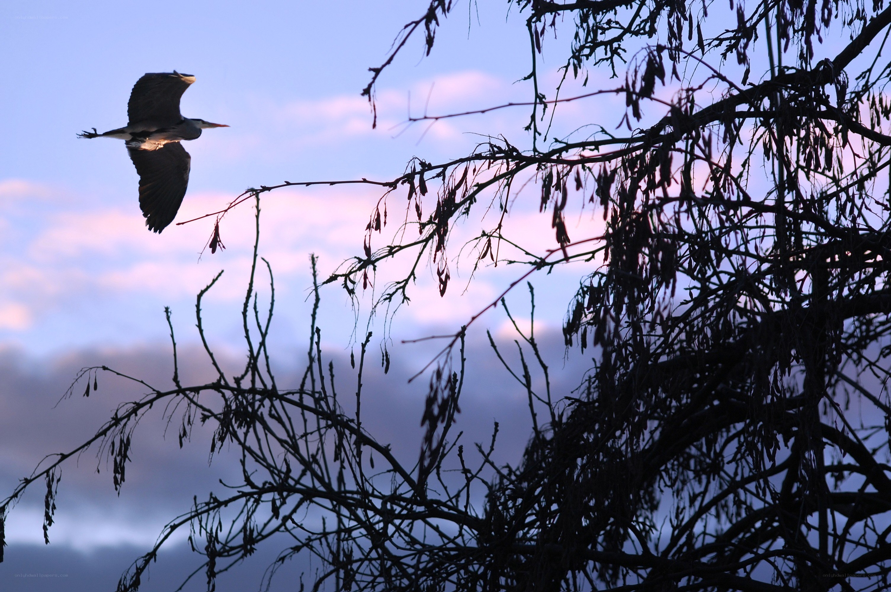 Heron in flight at dusk
