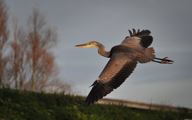 Heron in flight at dusk