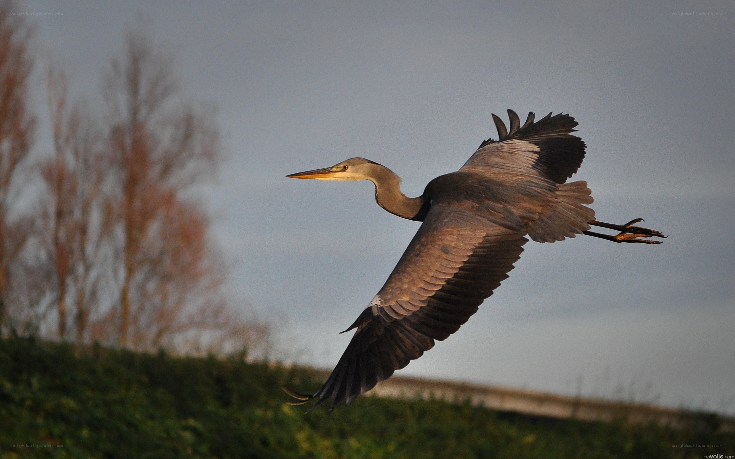 Heron in flight at dusk