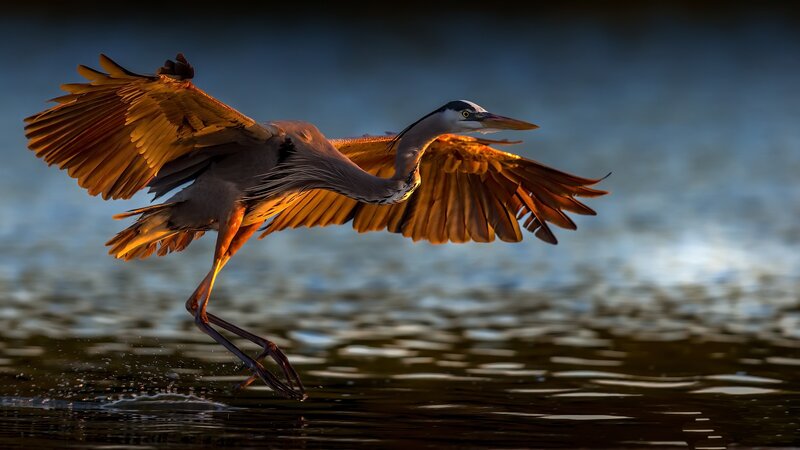 Heron in Flight — Blue, Dramatic